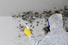 Reliable Little Falls, NY Mold Remediation Solutions